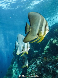 3 Juvenile batfish at Sail Rock , Thailand by Marcel Waldis 
